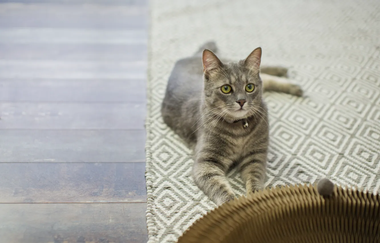Photo wallpaper cat, cat, look, pose, grey, floor, lies, face