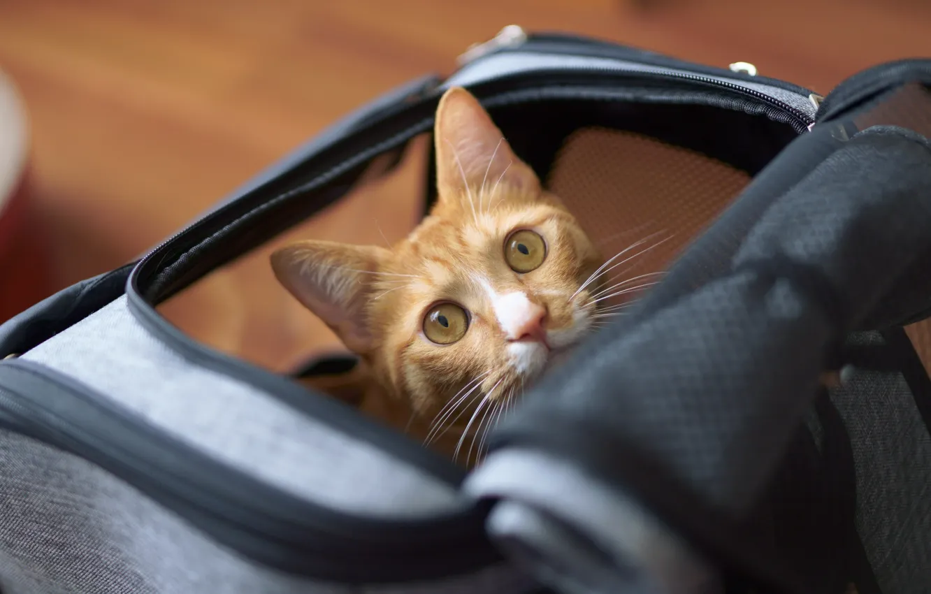 Photo wallpaper cat, cat, look, red, bag, face, bokeh, Peeps