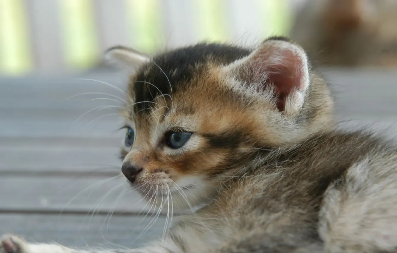 Photo wallpaper cat, cat, lies, kitty