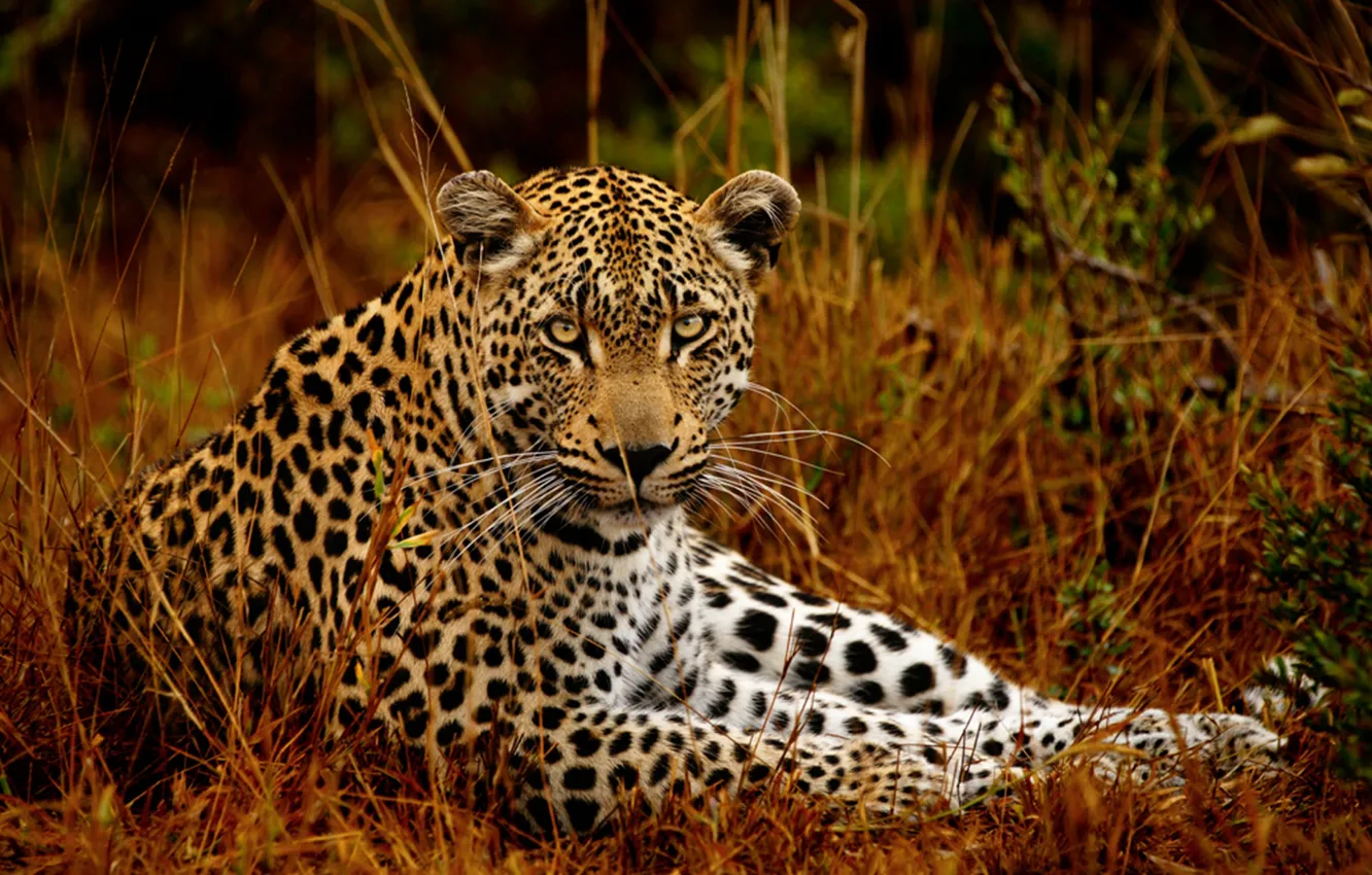 Photo wallpaper leopard, animal, wildlife, big cat