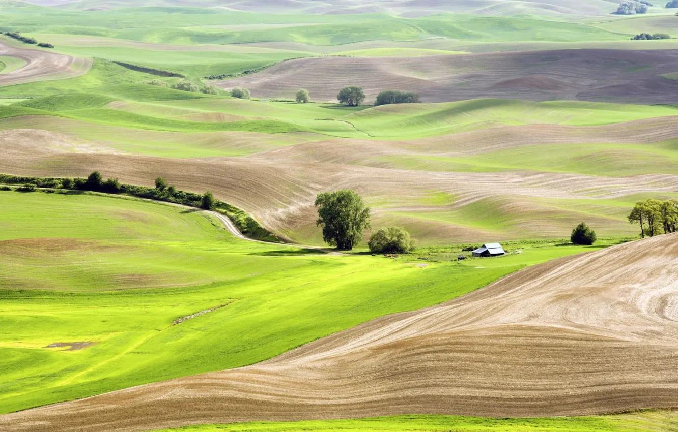 Photo wallpaper field, summer, grass, trees, nature, hills, house