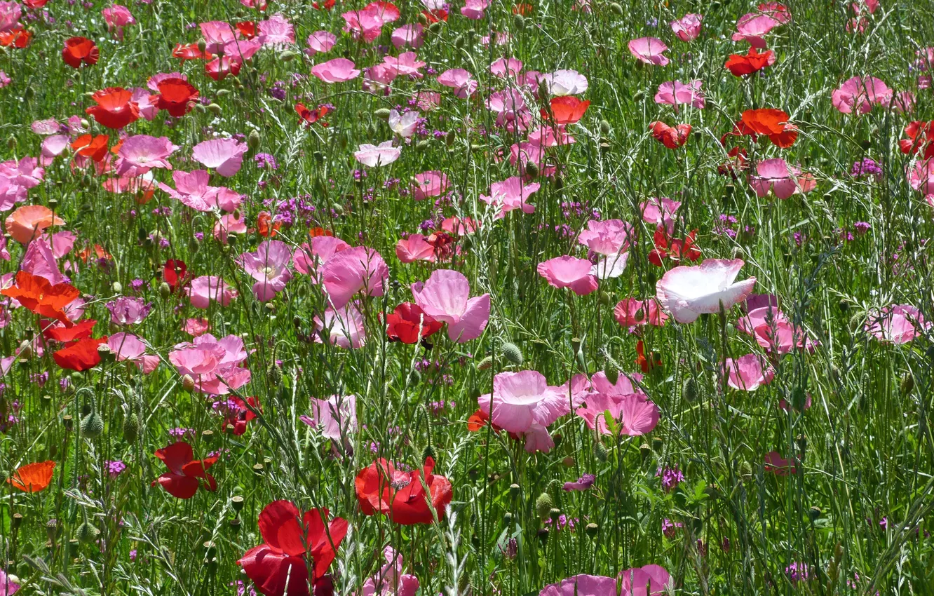 Photo wallpaper field, summer, grass, the sun, flowers, Maki, red, pink