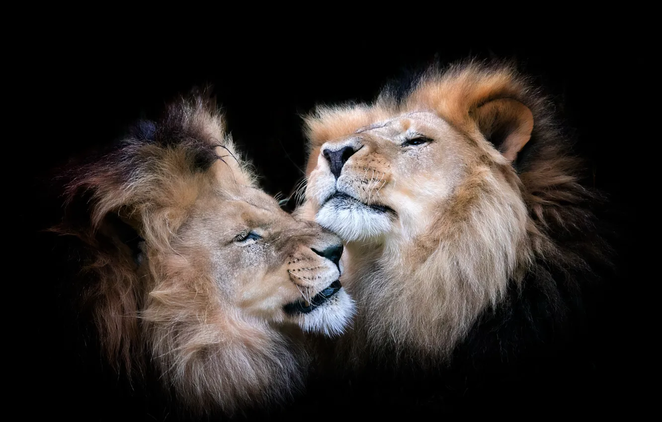 Photo wallpaper animals, background, lions