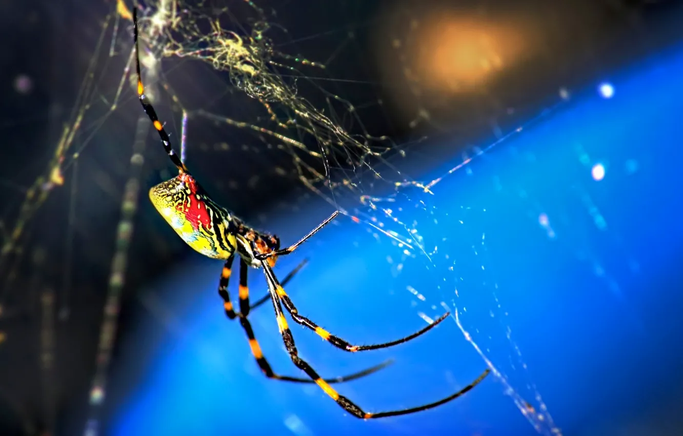 Photo wallpaper macro, nature, web, spider, insect