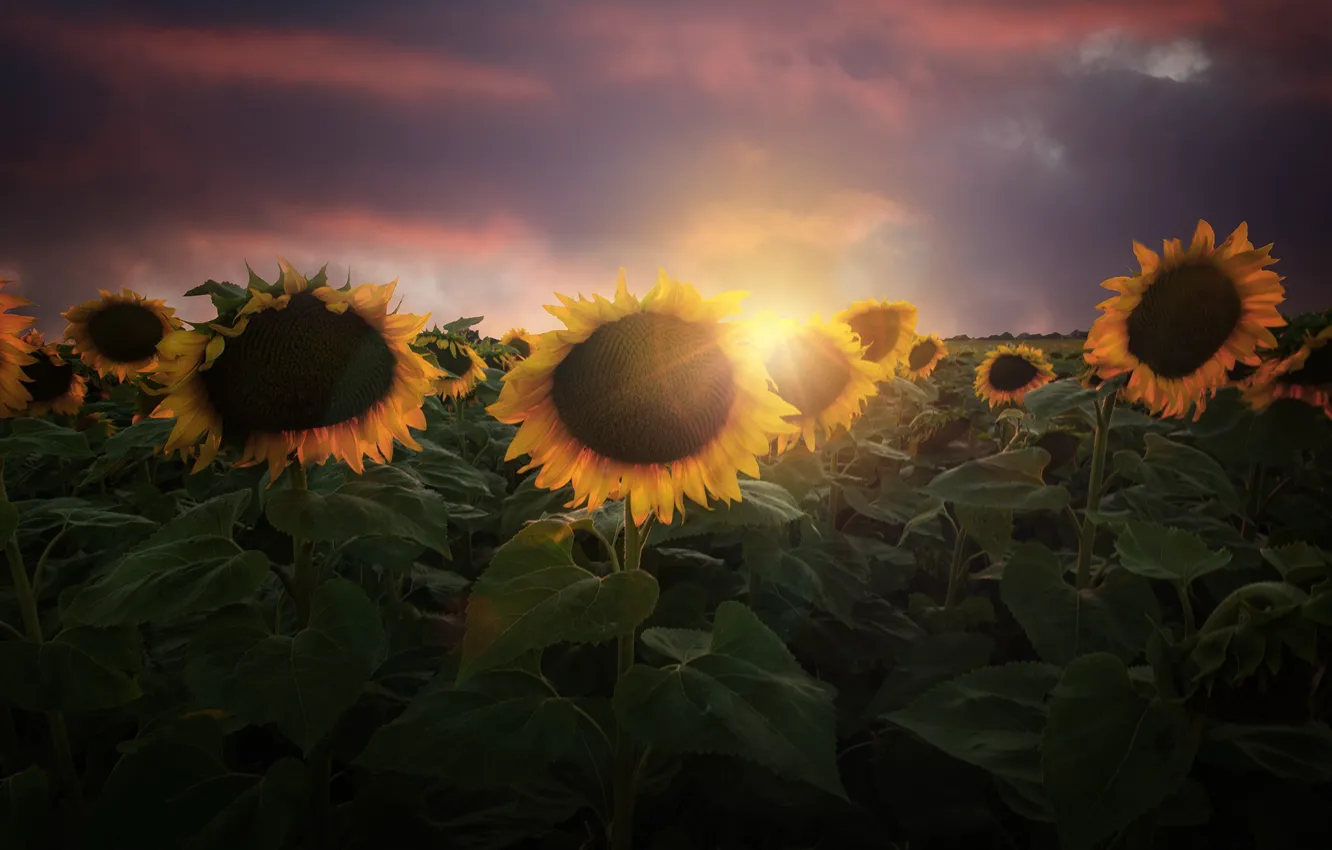 Photo wallpaper sunflowers, sunset, seeds