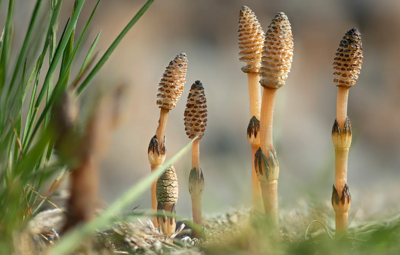 Photo wallpaper bumps, rasteniya, horsetail, grass, clearing, escape, stem
