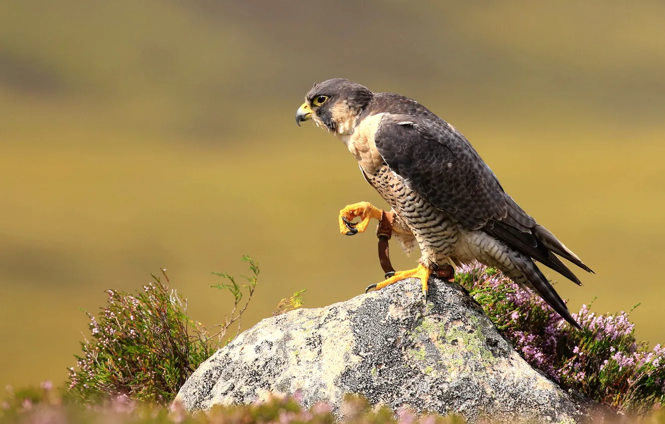 Photo wallpaper look, flowers, pose, stones, background, bird, predator, claws
