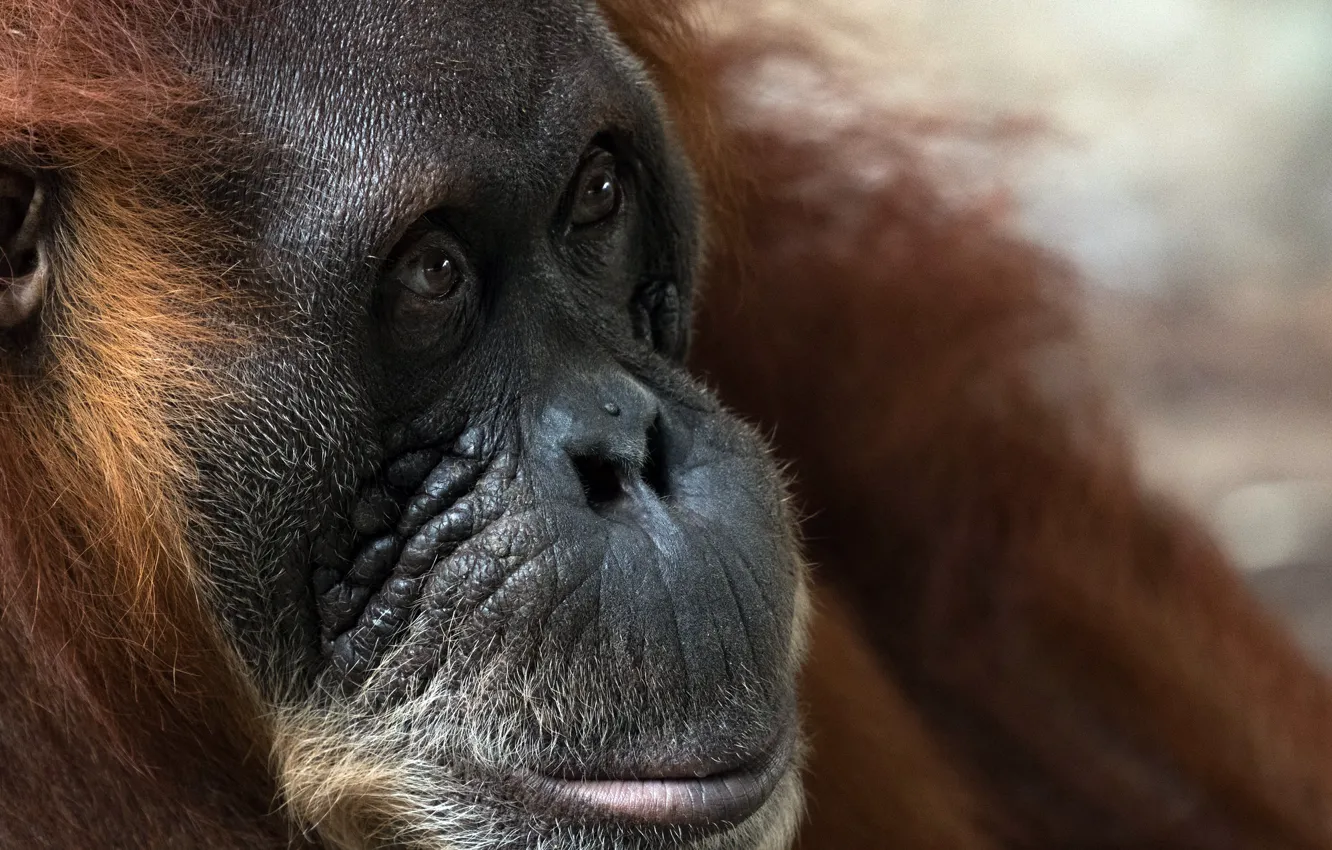 Photo wallpaper nature, monkey, Sumatran Orangutans