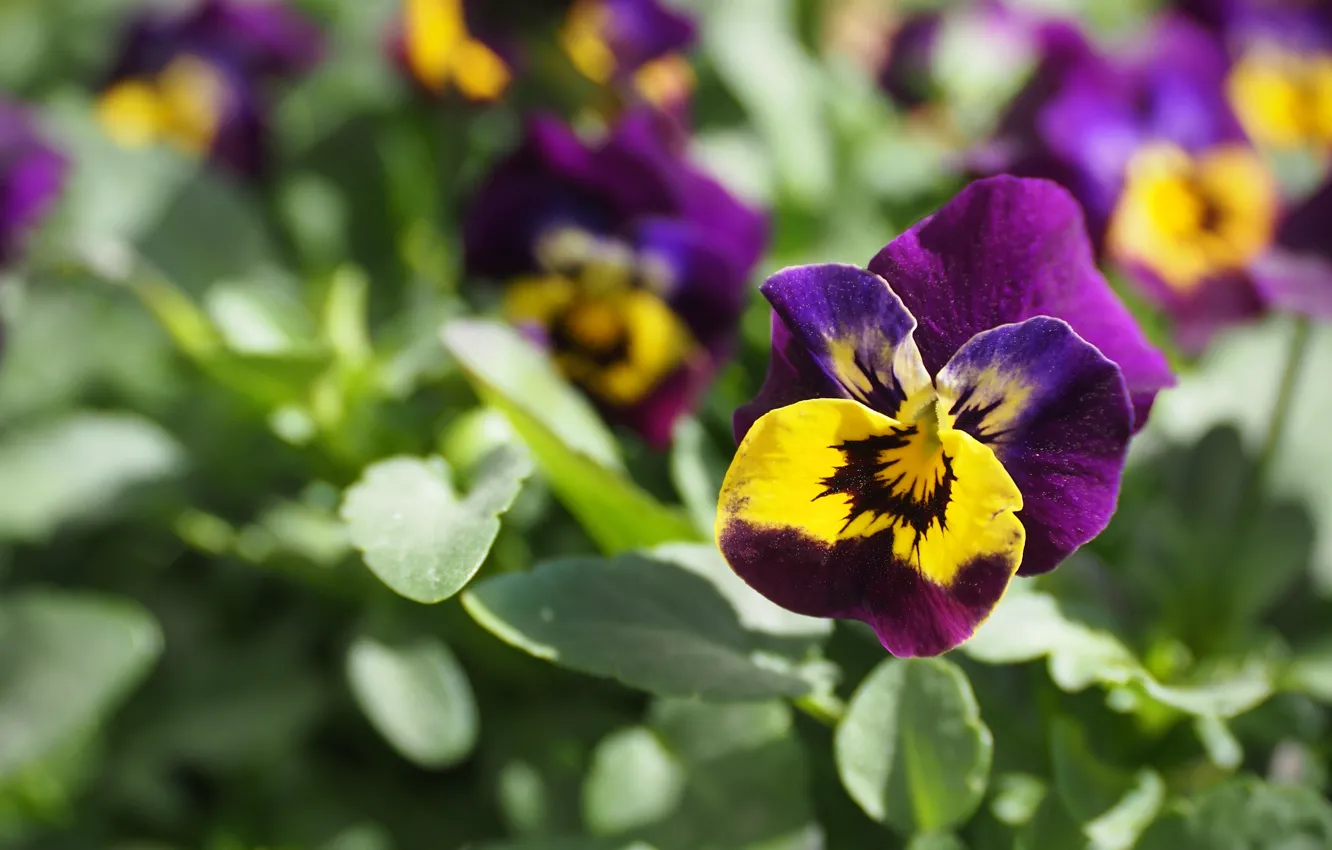 Photo wallpaper greens, flowers, Pansy, flowerbed, bokeh, viola, violet, purple with yellow