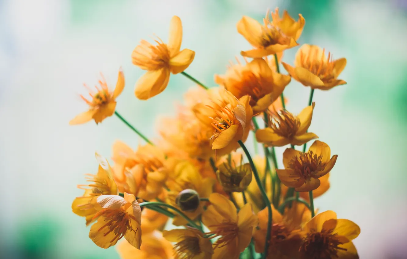 Photo wallpaper flowers, mood, minimalism, bouquet, flowers, mood, Minimalism