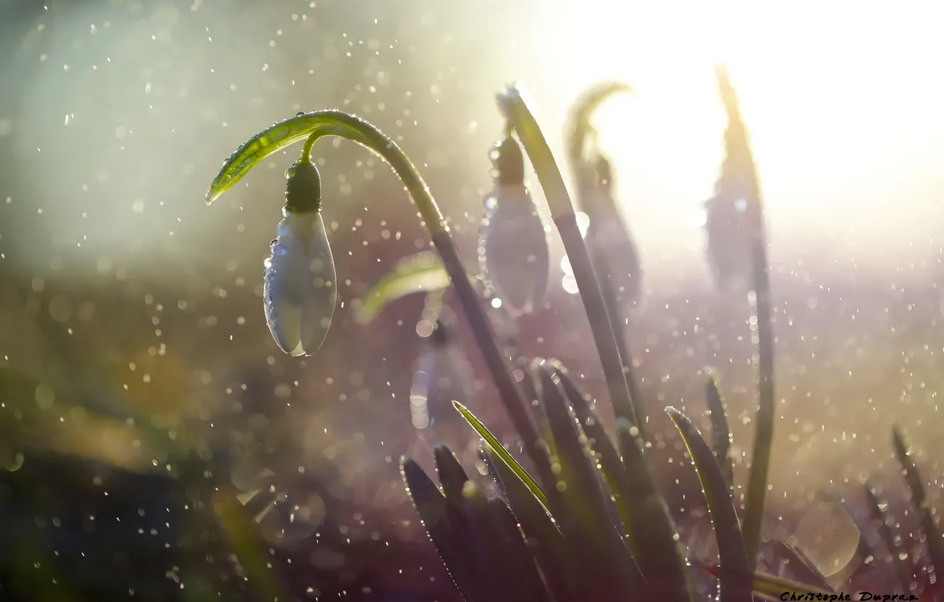 Photo wallpaper flowers, spring, snowdrops