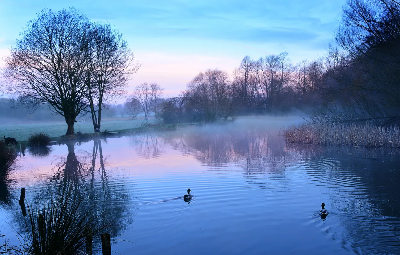 Photo wallpaper lake, duck, morning
