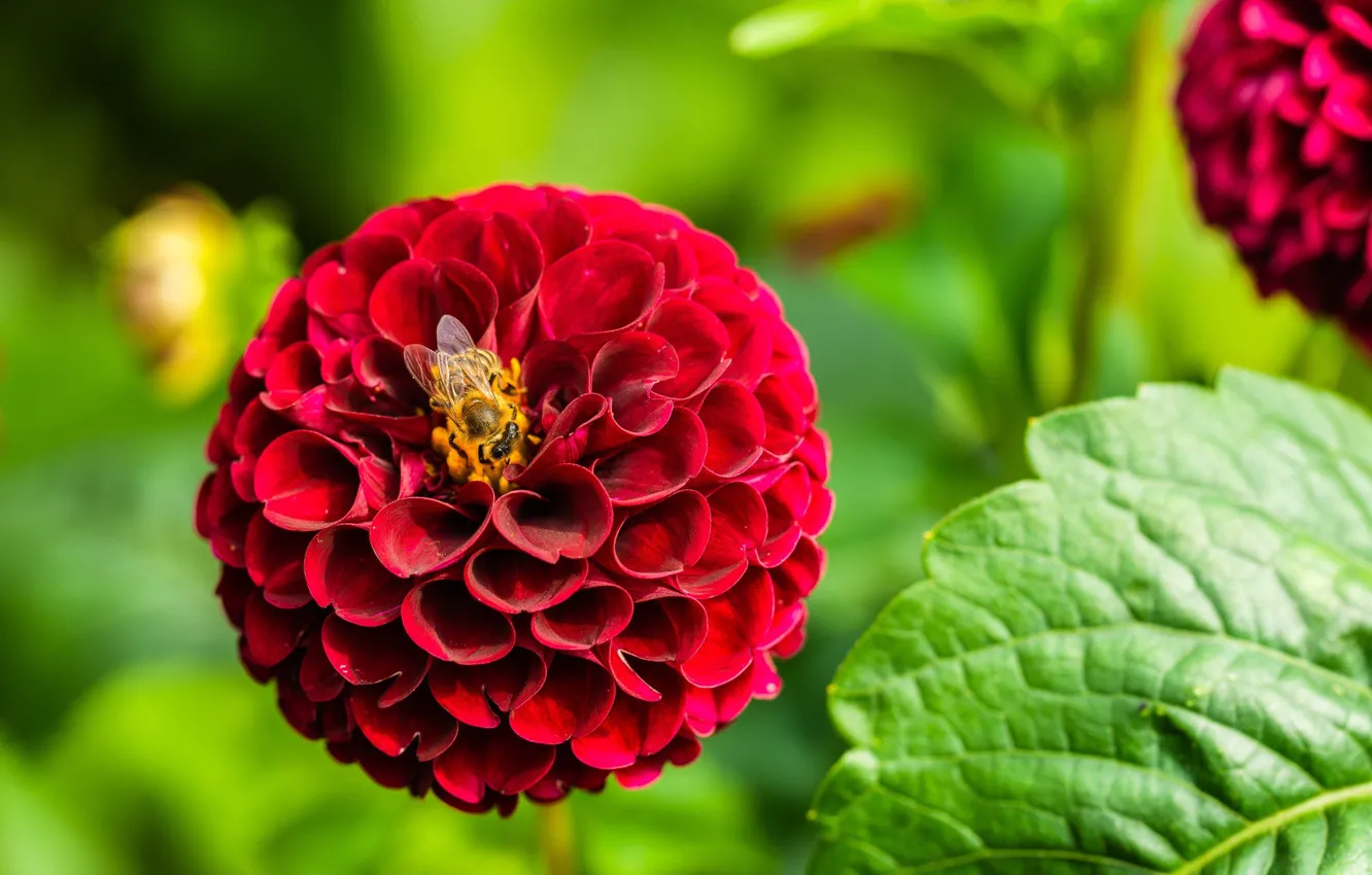 Photo wallpaper greens, bee, dahlias