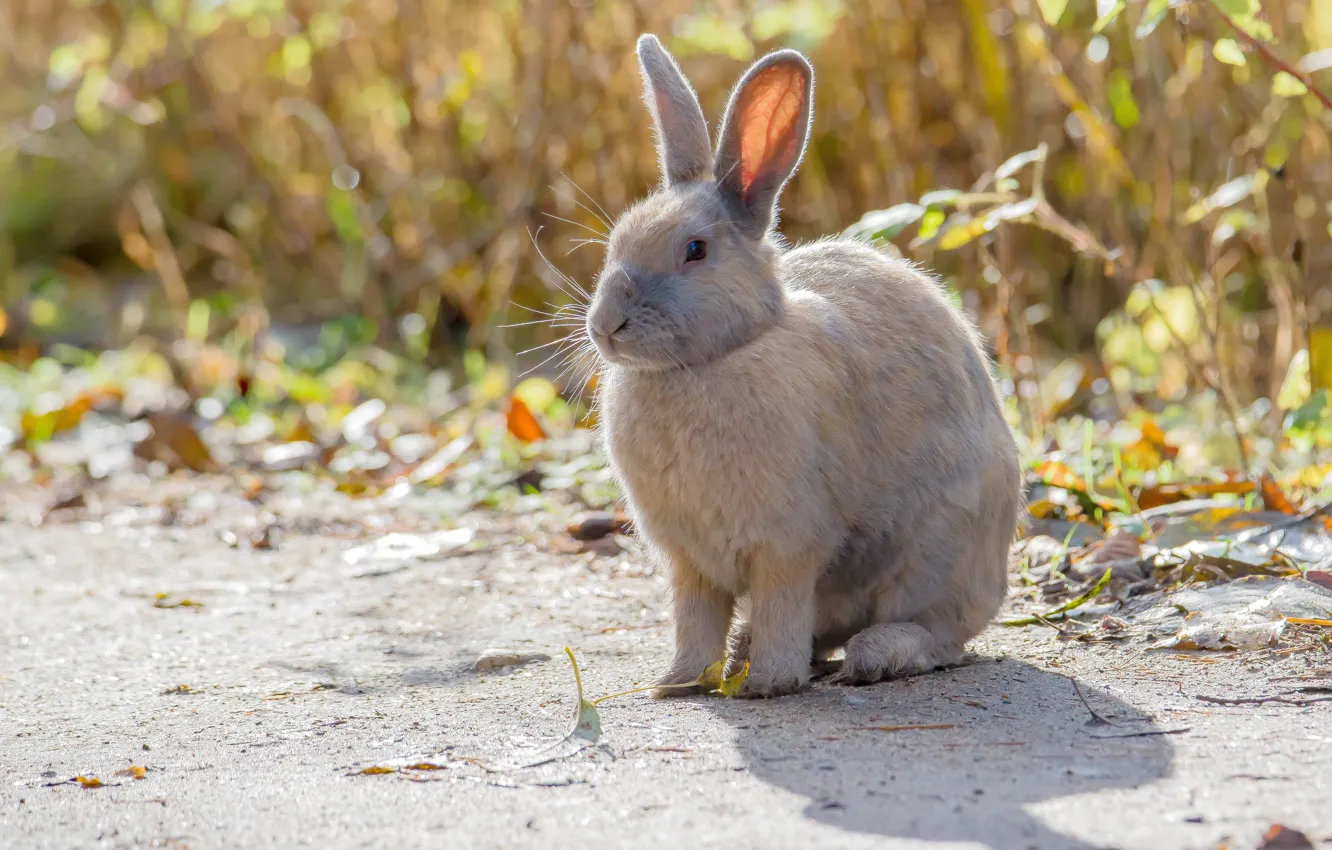 Photo wallpaper nature, animal, rabbit