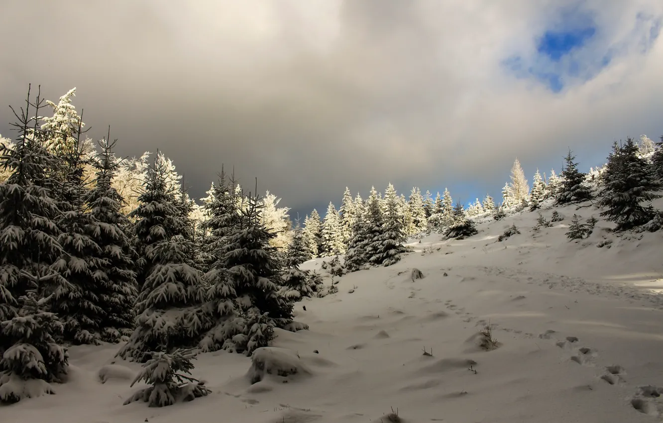 Photo wallpaper winter, snow, nature, tree