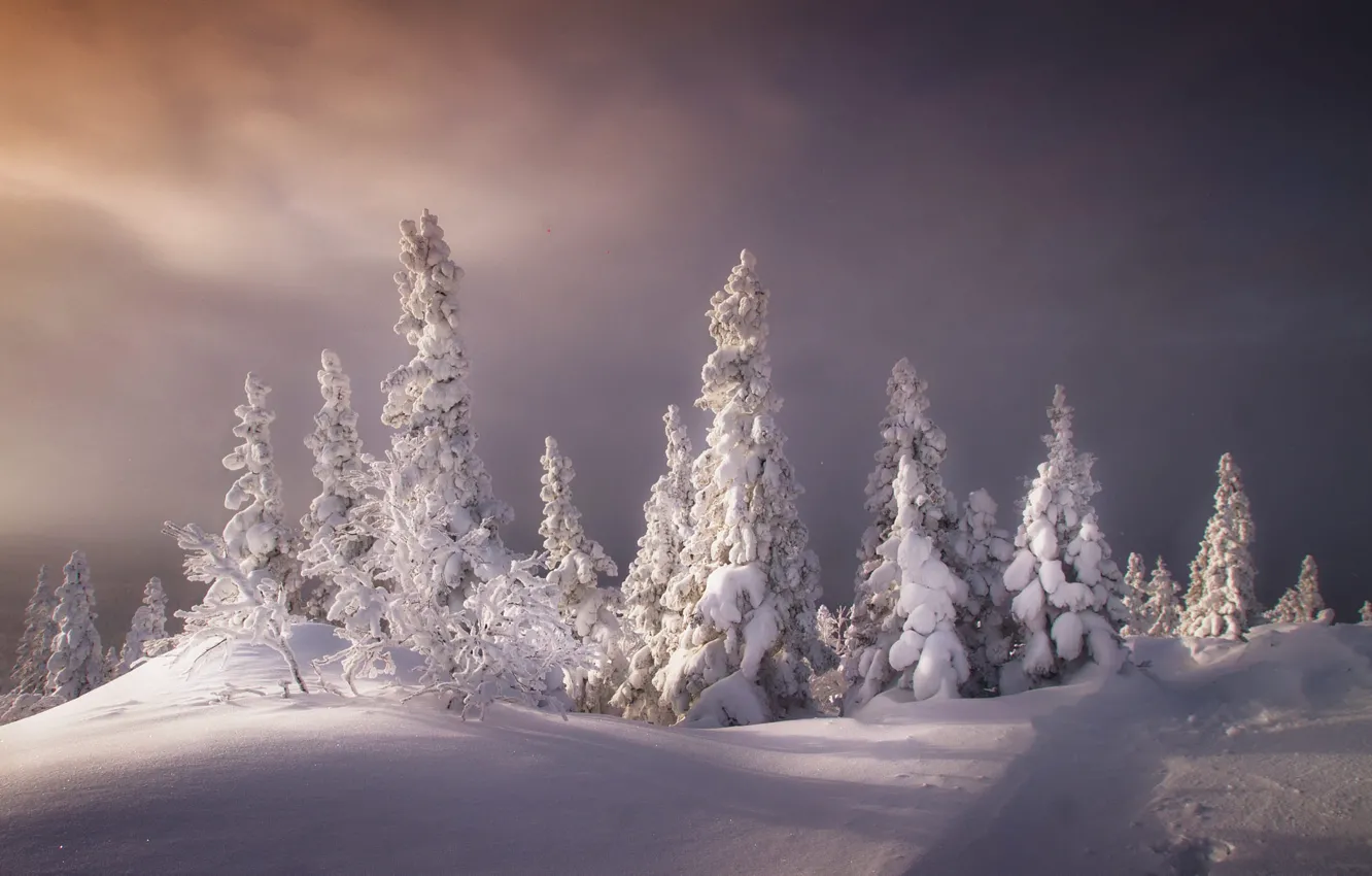 Photo wallpaper winter, frost, forest, the sky, clouds, light, snow, trees