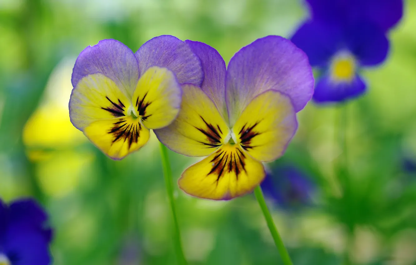 Photo wallpaper flowers, spring, Pansy, flowering