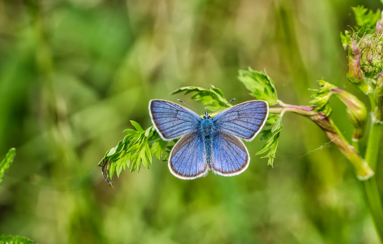 Photo wallpaper macro, butterfly, butterfly