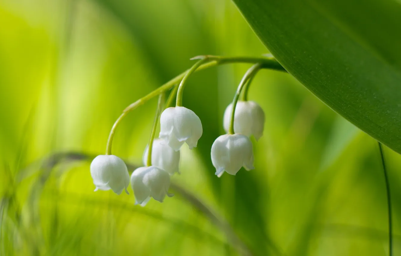Photo wallpaper macro, flowers, nature, lilies of the valley