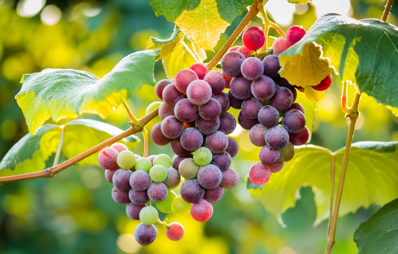 Photo wallpaper leaves, food, grapes, bunch, fruit