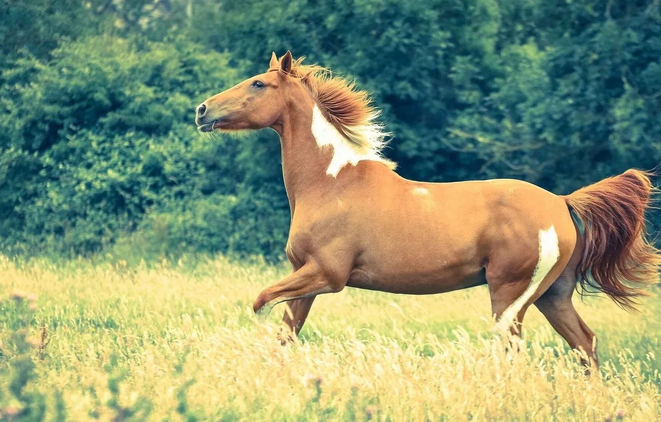 Photo wallpaper grass, horse, meadow