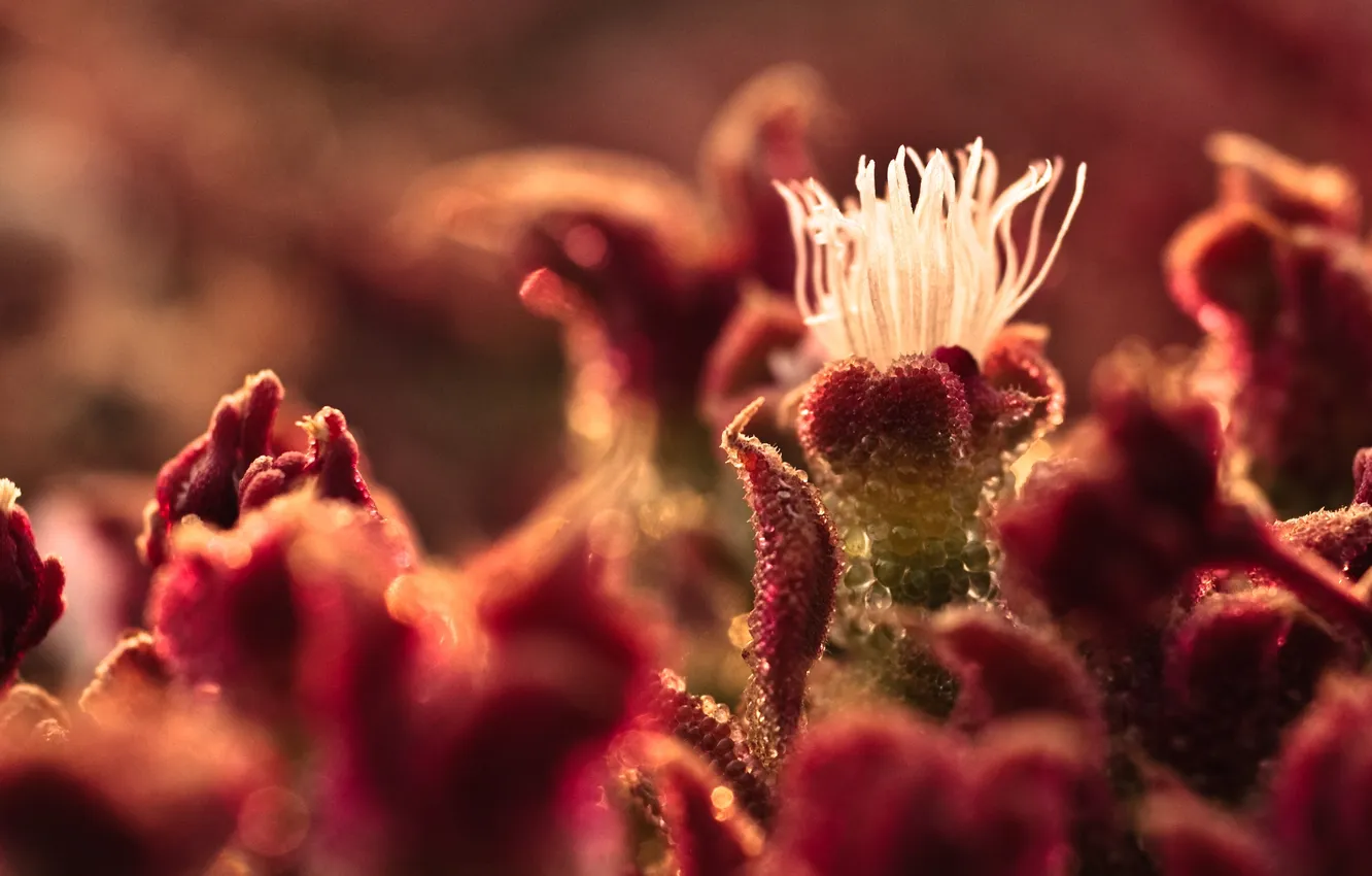 Photo wallpaper moisture, petals, bokeh, Mesembryanthemum Crystal