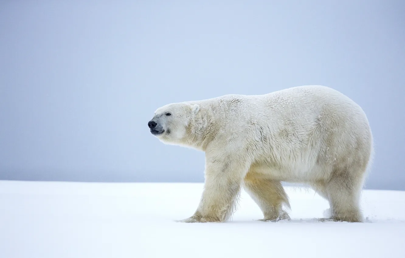 Photo wallpaper winter, snow, bear, Alaska, polar bear, polar bear