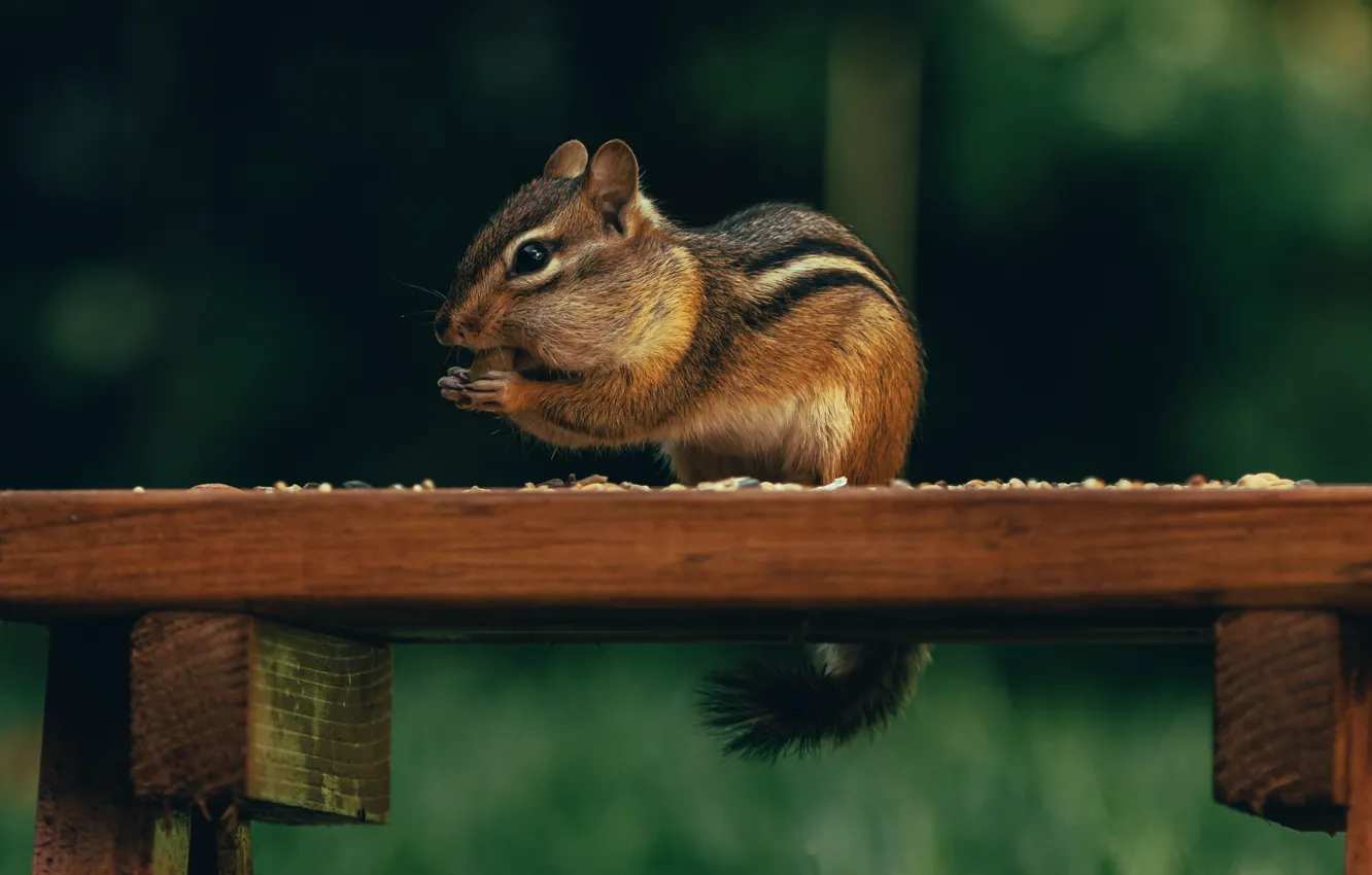 Photo wallpaper nature, Board, muzzle, Chipmunk, sitting, seeds, green background, bokeh