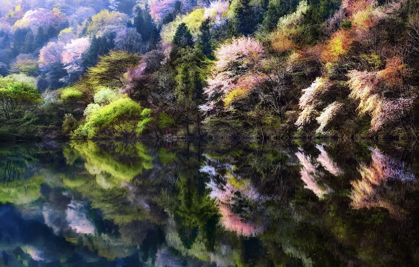 Photo wallpaper trees, nature, lake, people, spring, Sakura, Korea, South Korea