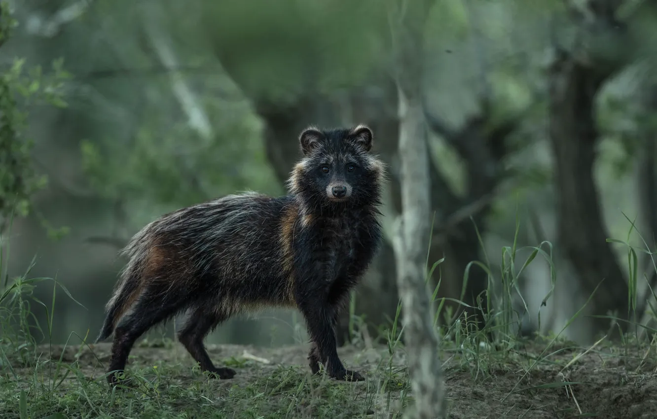 Photo wallpaper grass, look, trees, nature, black, raccoon, bokeh