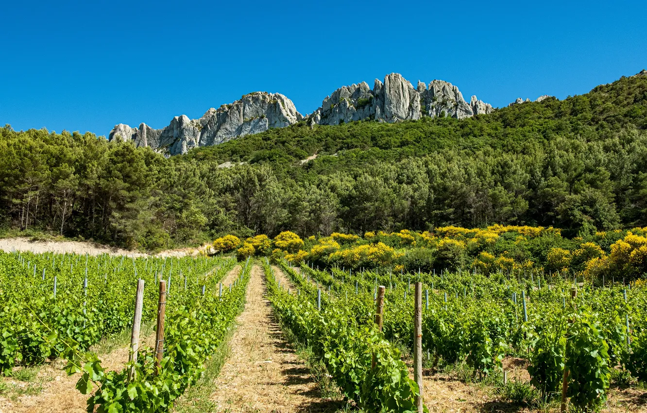 Photo wallpaper field, forest, the sky, the sun, trees, mountains, rocks, France