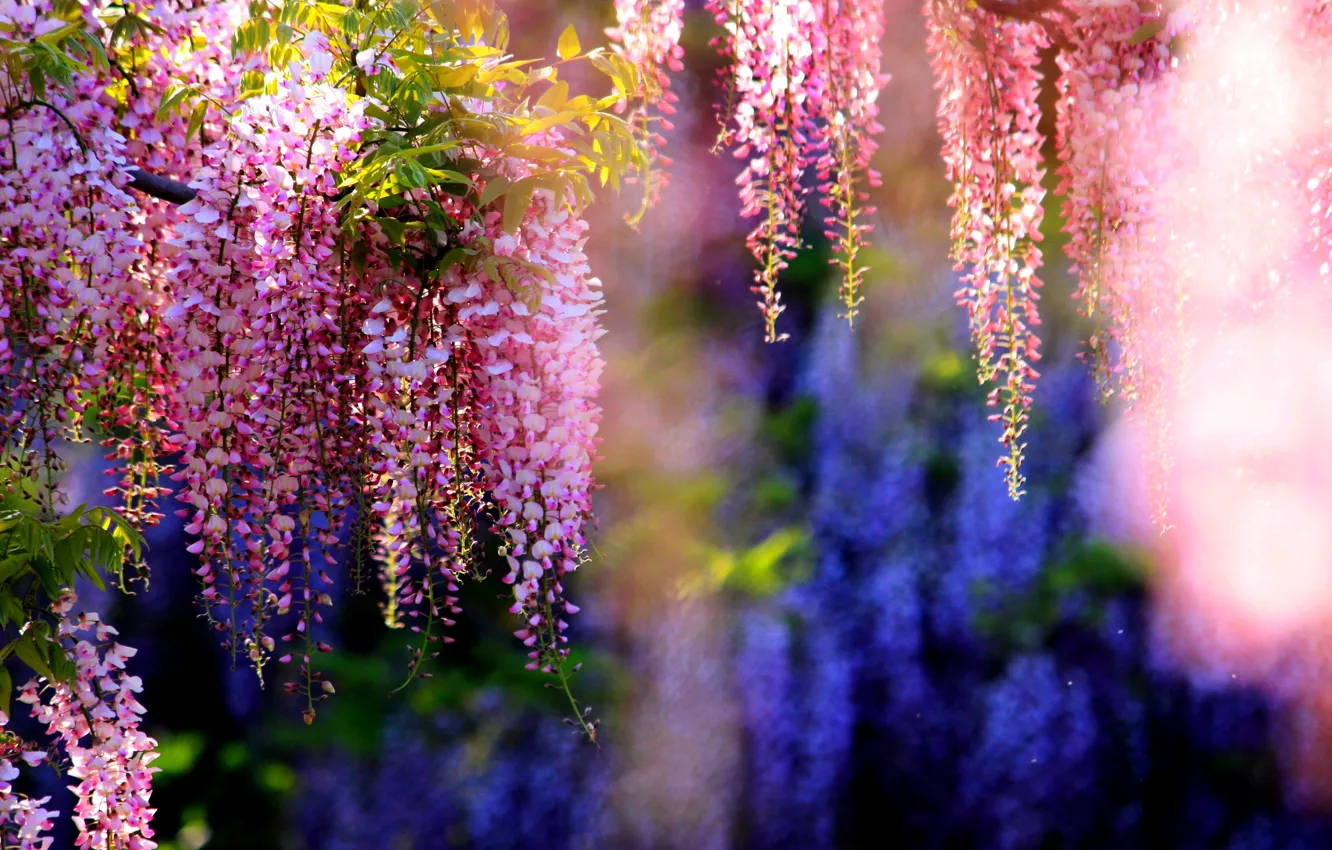 Photo wallpaper branches, flowering, bunches, Wisteria