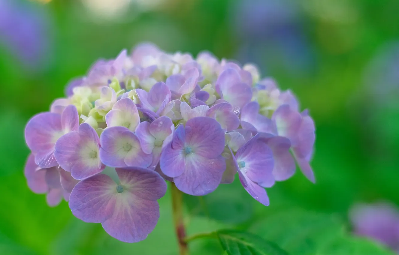 Photo wallpaper flowers, hydrangea, green background