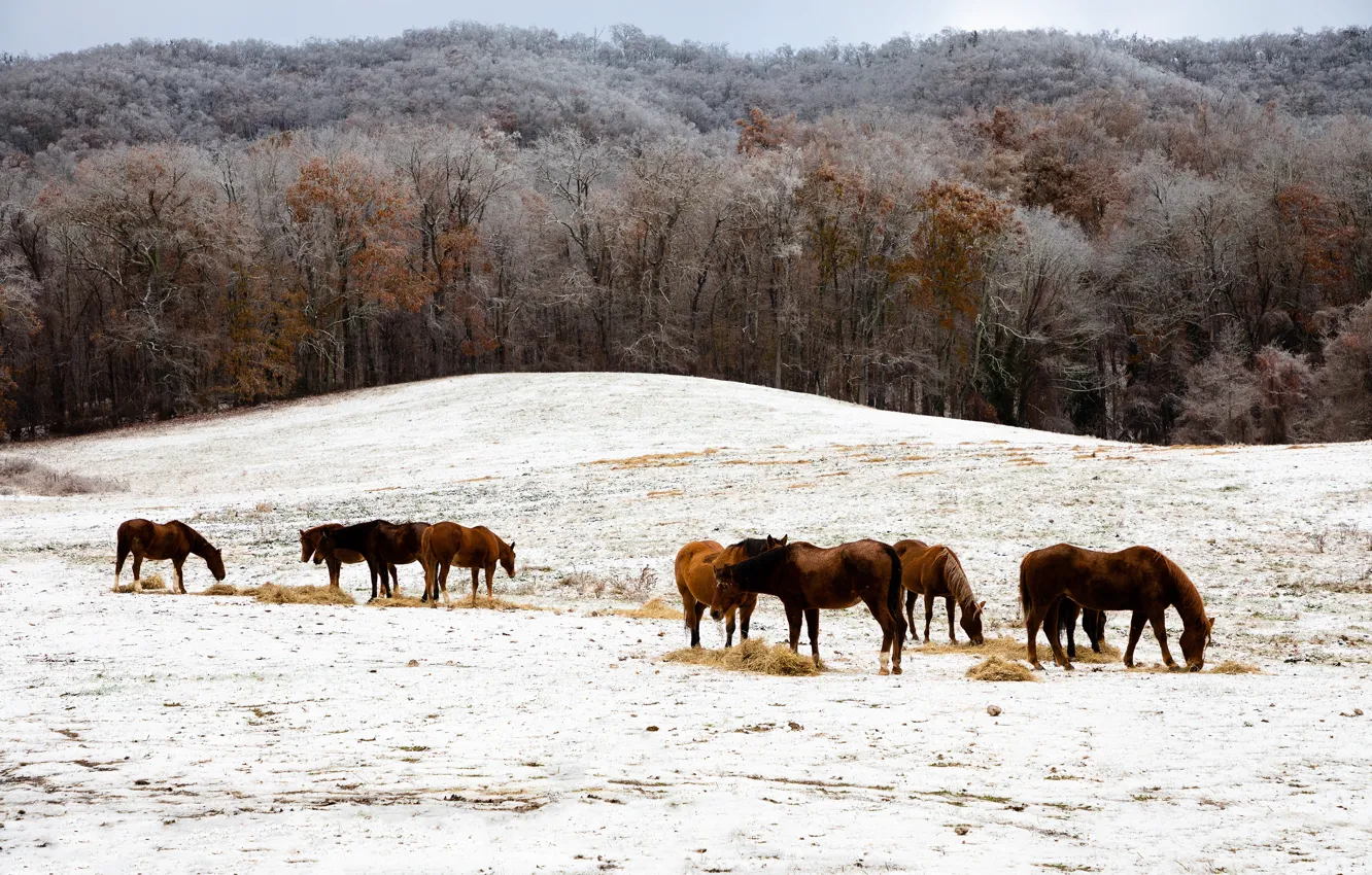 Photo wallpaper winter, frost, field, forest, snow, trees, landscape, nature