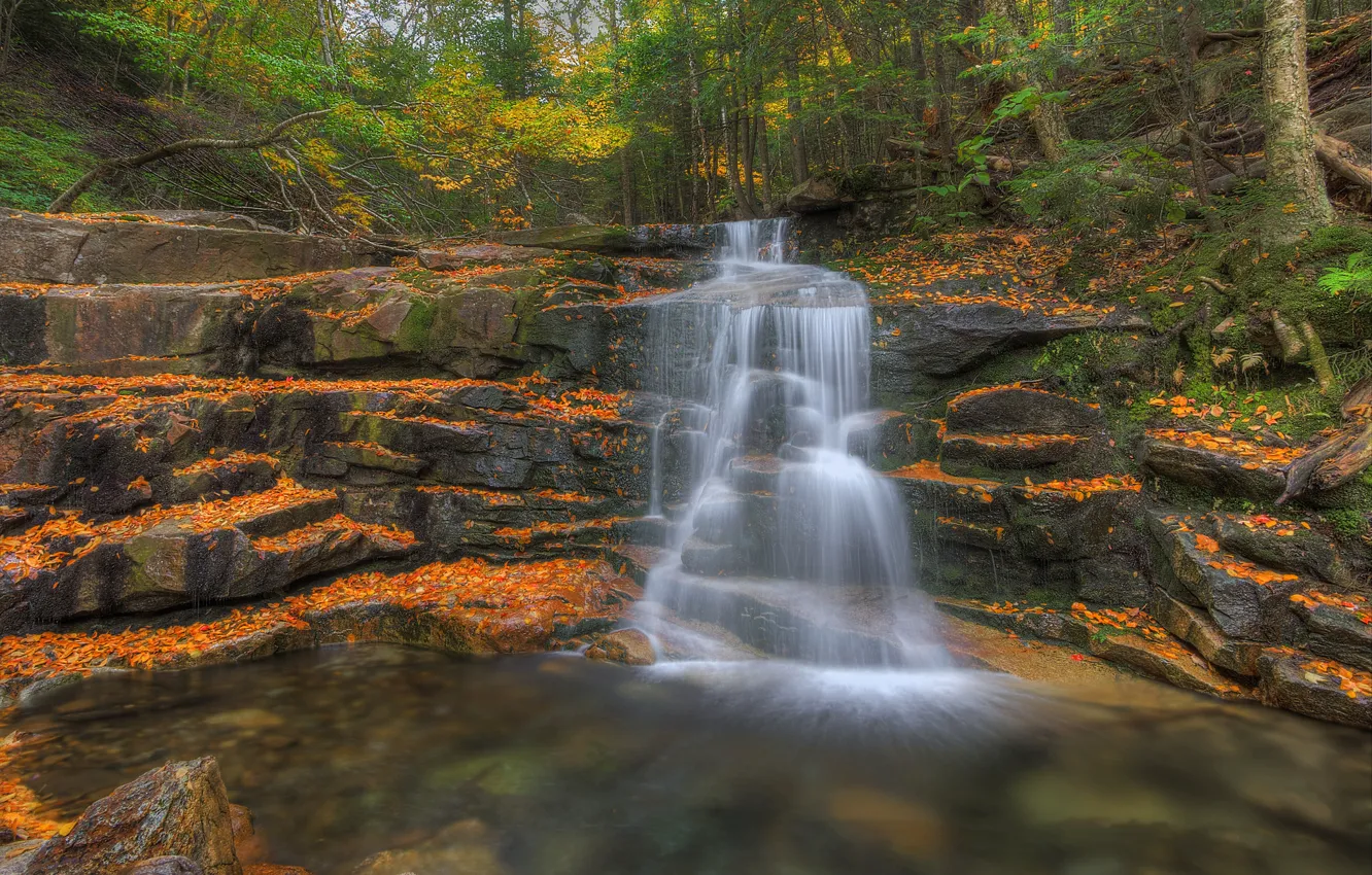 Photo wallpaper autumn, forest, trees, stream, rocks, waterfall, stream, cascade