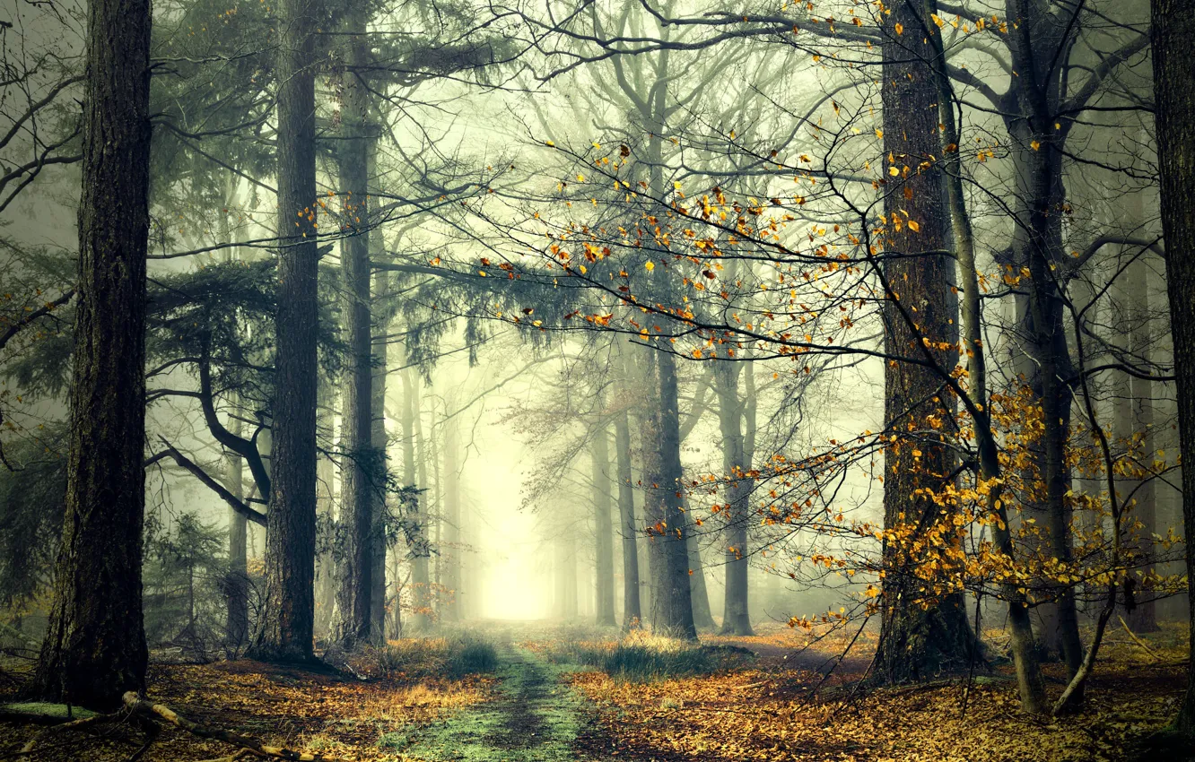 Photo wallpaper road, autumn, forest