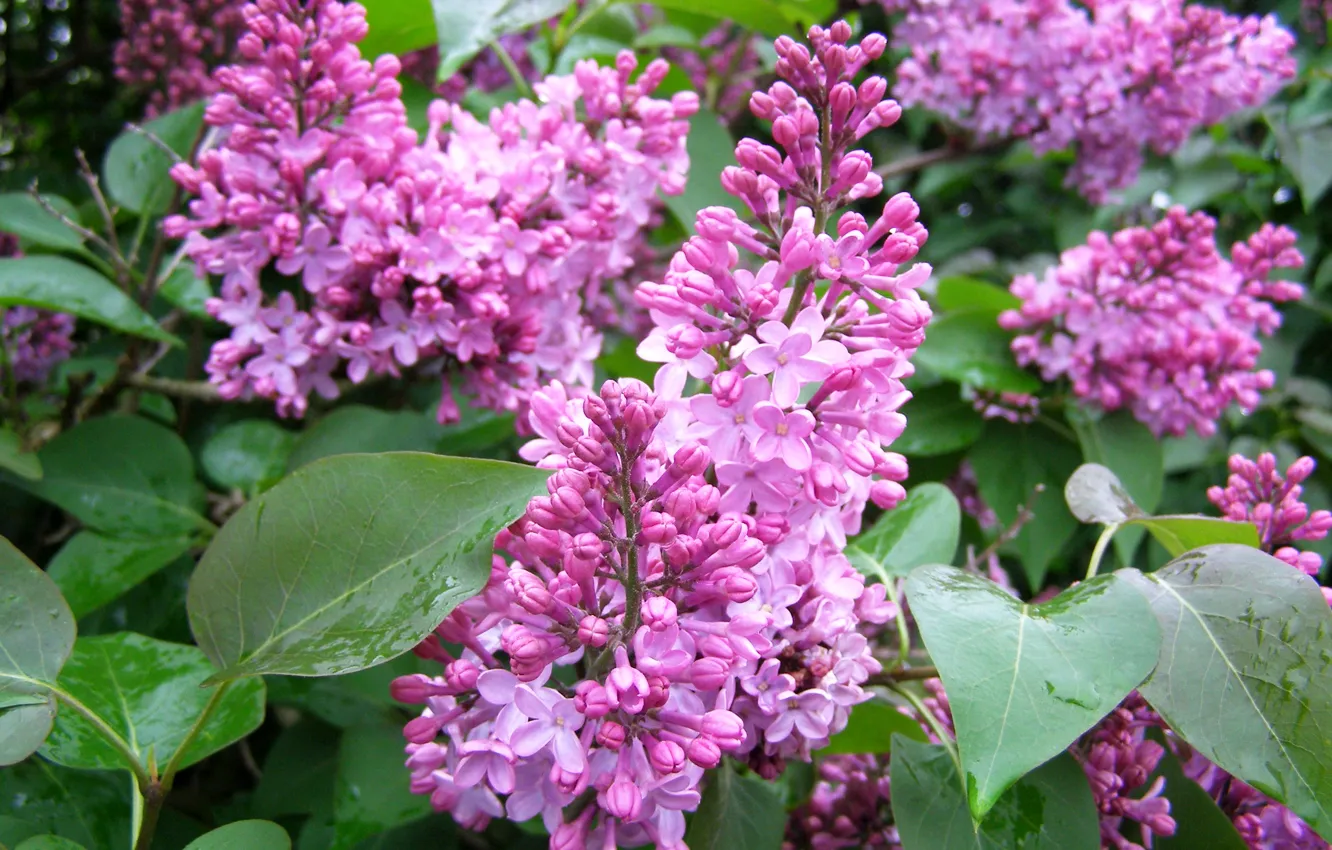 Photo wallpaper leaves, flowers, flowers, lilac, spring, lilac