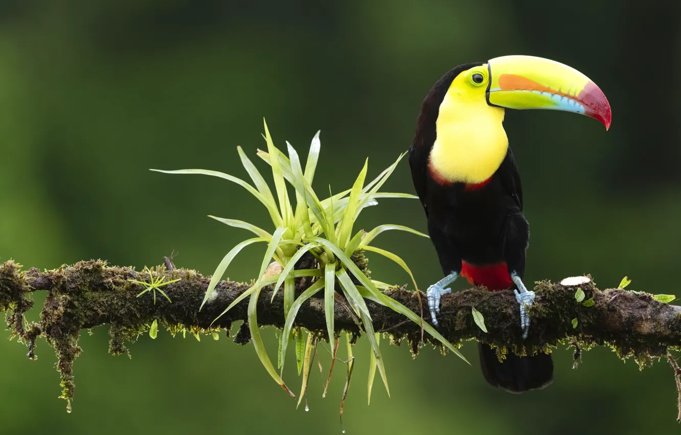 Photo wallpaper leaves, branches, bird, Toucan