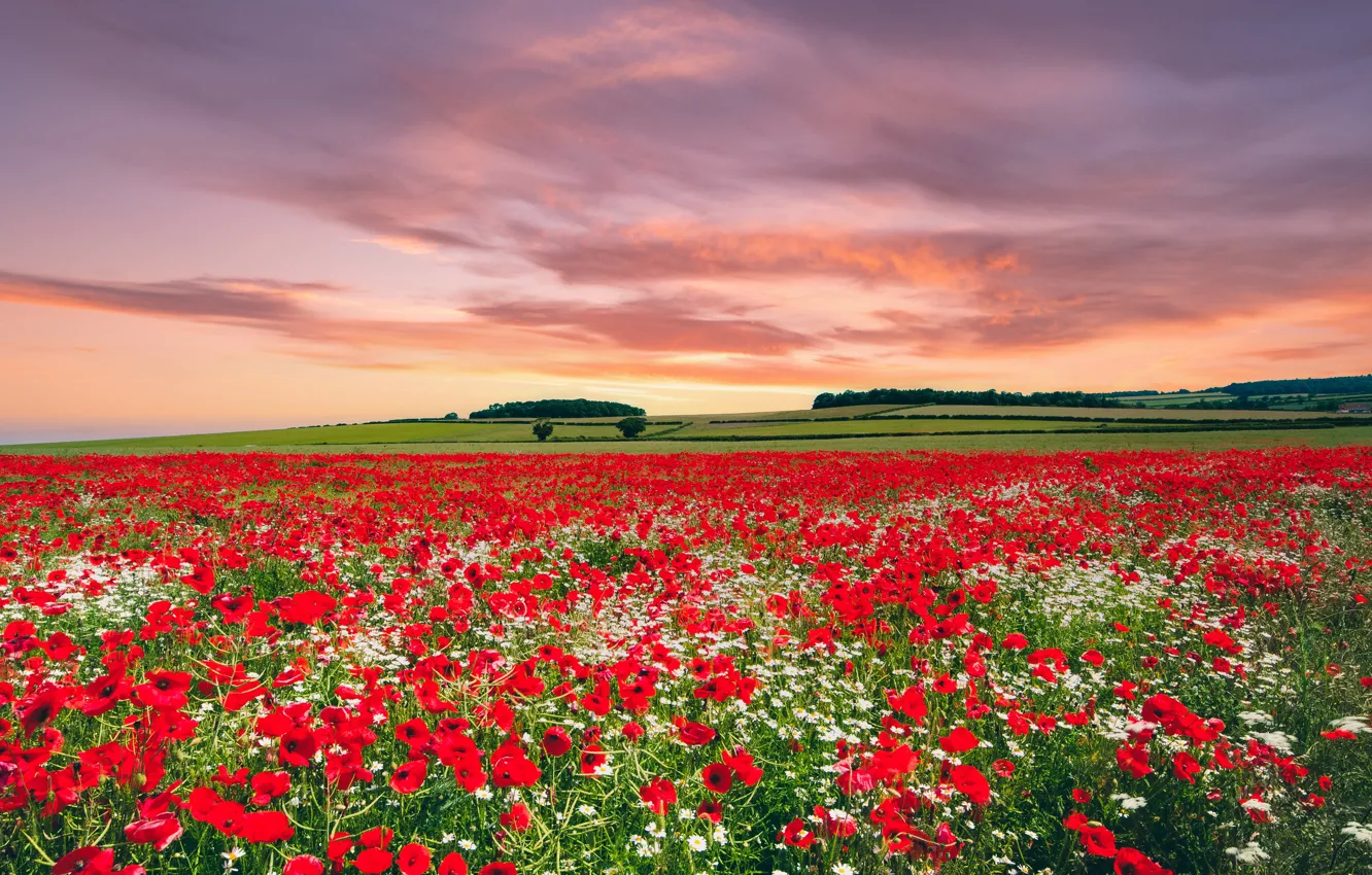Photo wallpaper field, summer, the sky, clouds, sunset, flowers, red, Maki