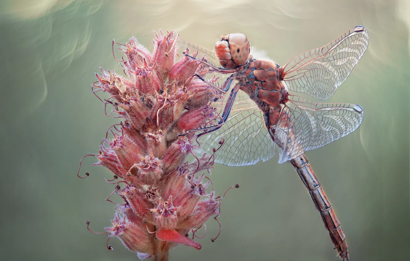 Photo wallpaper macro, dragonfly, insect