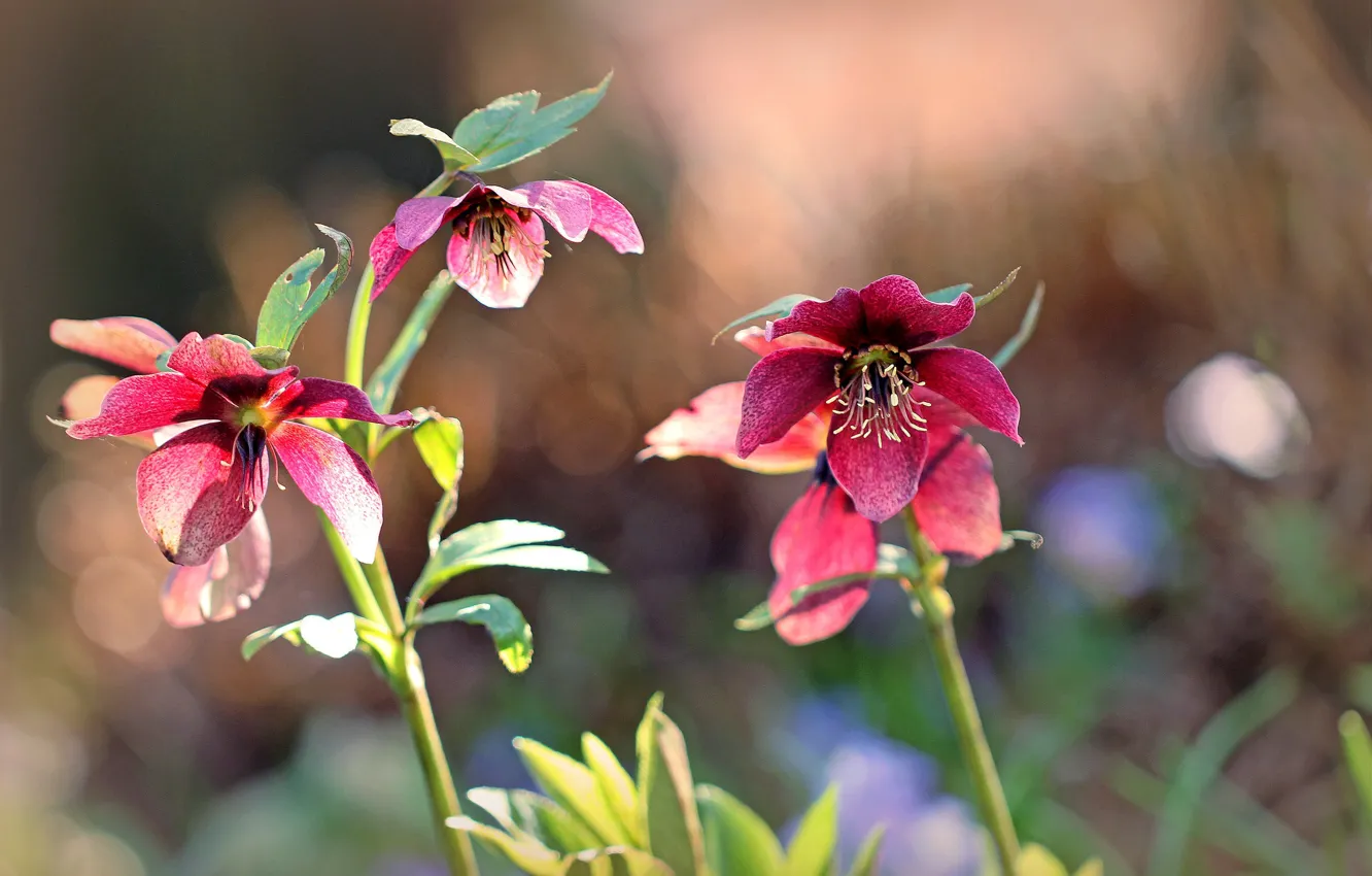 Photo wallpaper light, flowers, pink, bokeh, hellebore