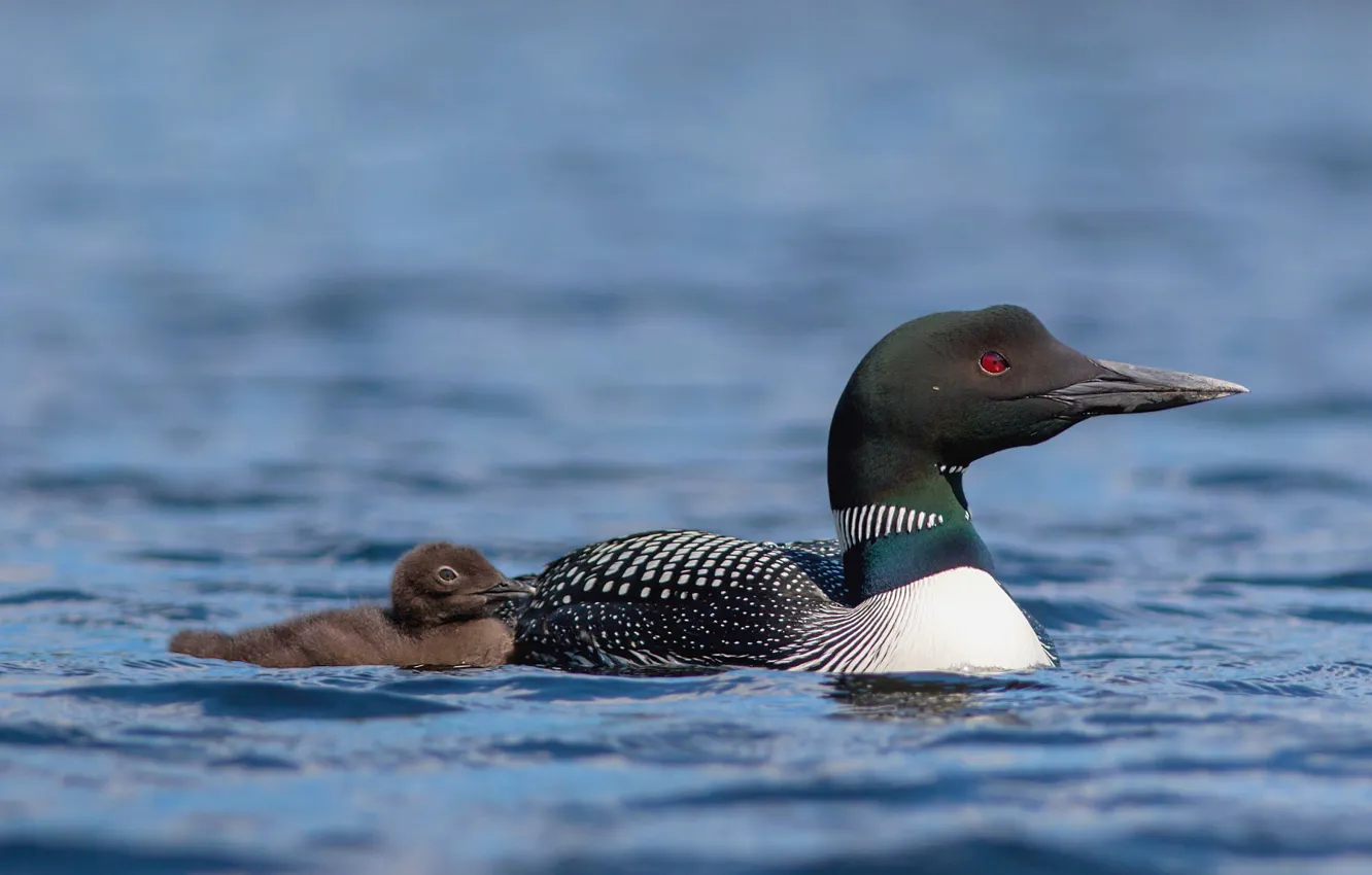 Photo wallpaper lake, bird, Chicks