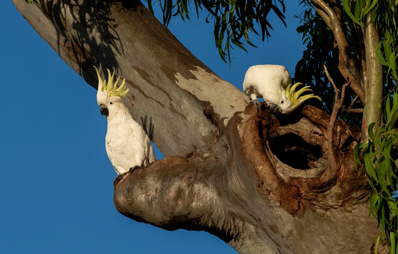 Photo wallpaper trees, branches, blue, bird, two, parrot, pair, white