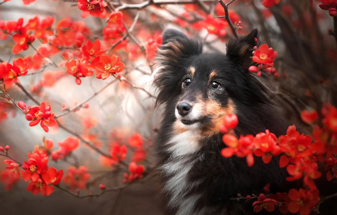 Photo wallpaper flowers, branches, dog, face, flowering, Sheltie, Shetland Sheepdog