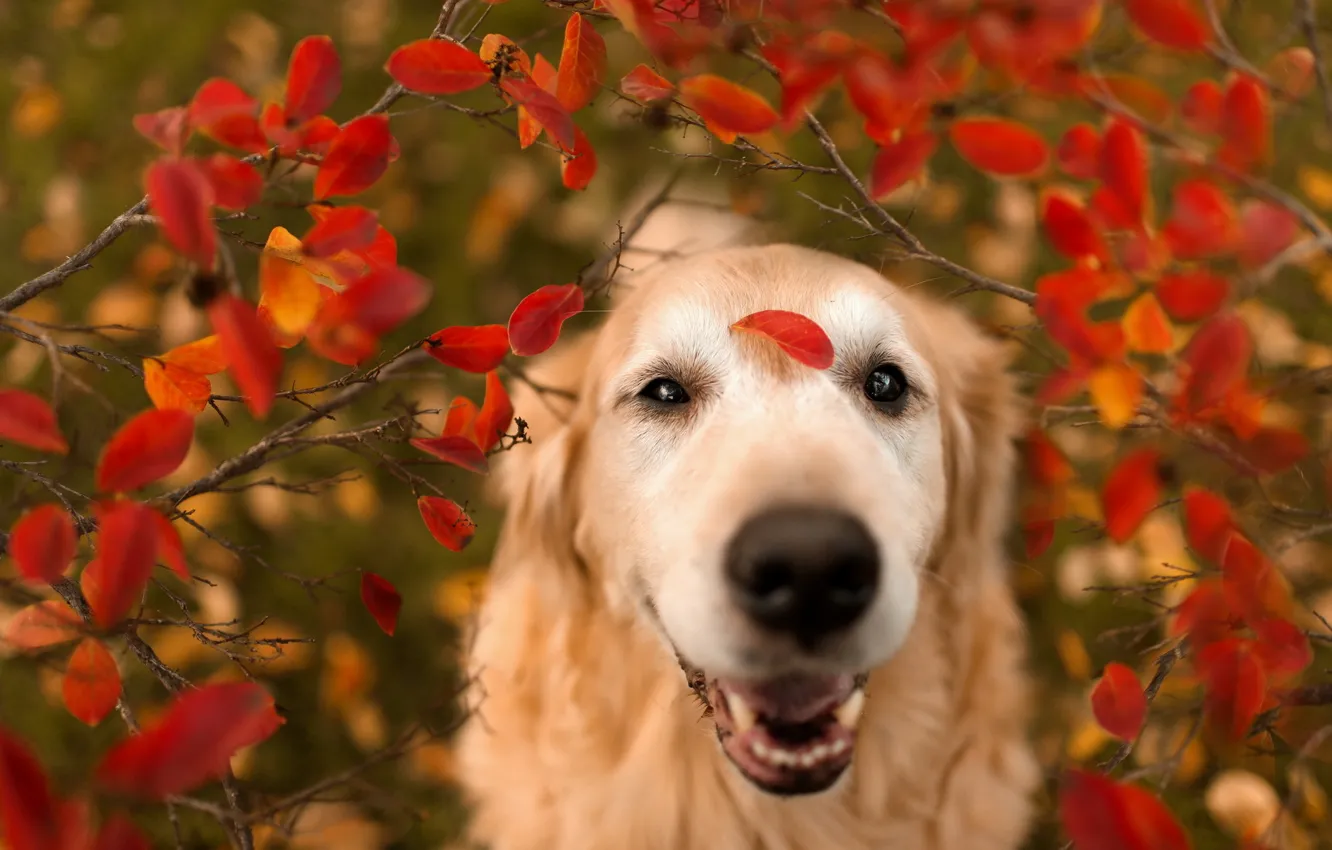 Photo wallpaper leaves, nature, dog
