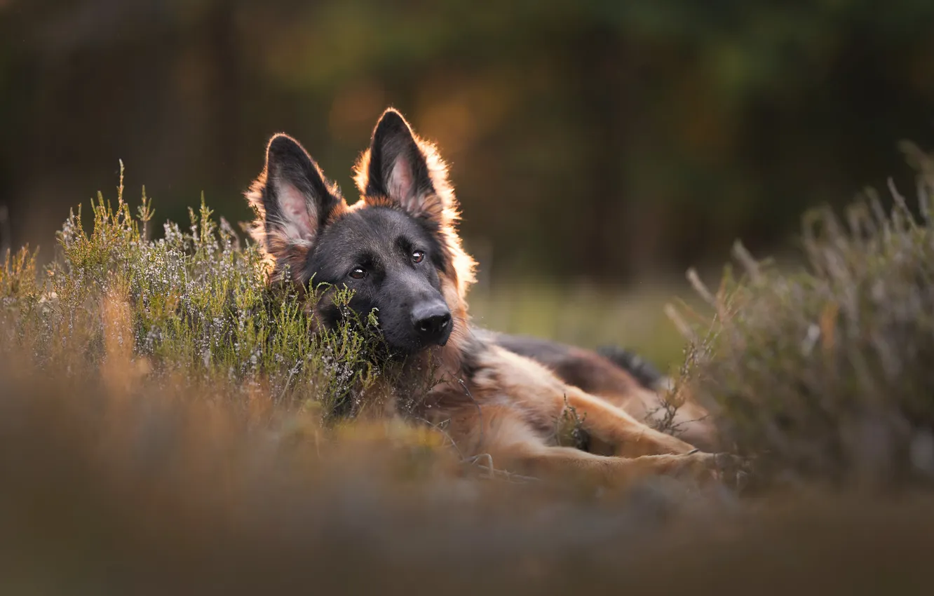 Photo wallpaper dog, puppy, German shepherd