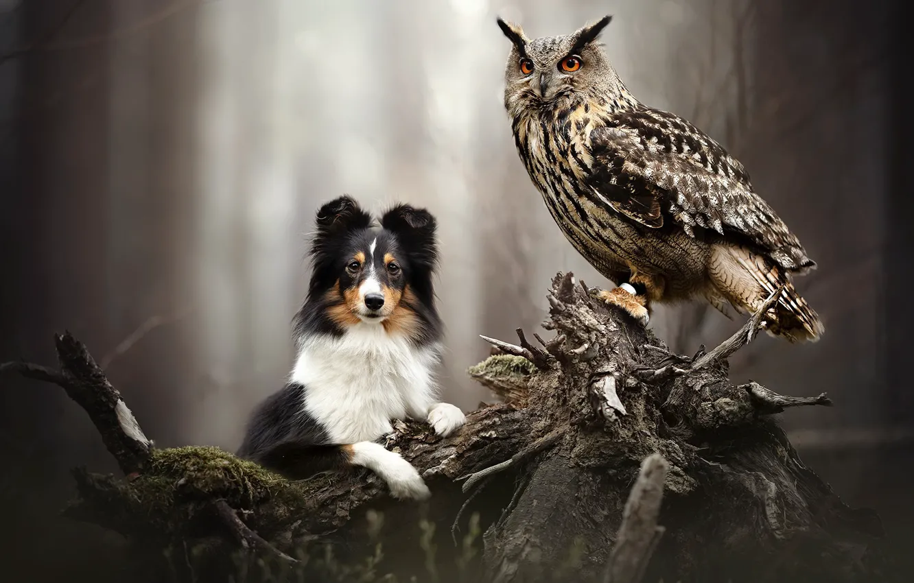 Photo wallpaper nature, owl, dog