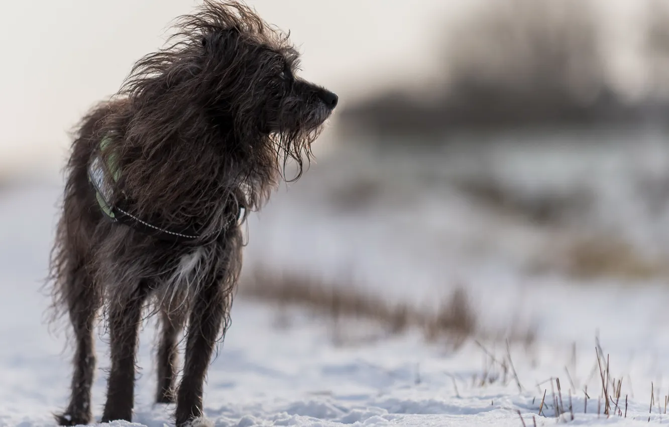 Photo wallpaper winter, snow, dog