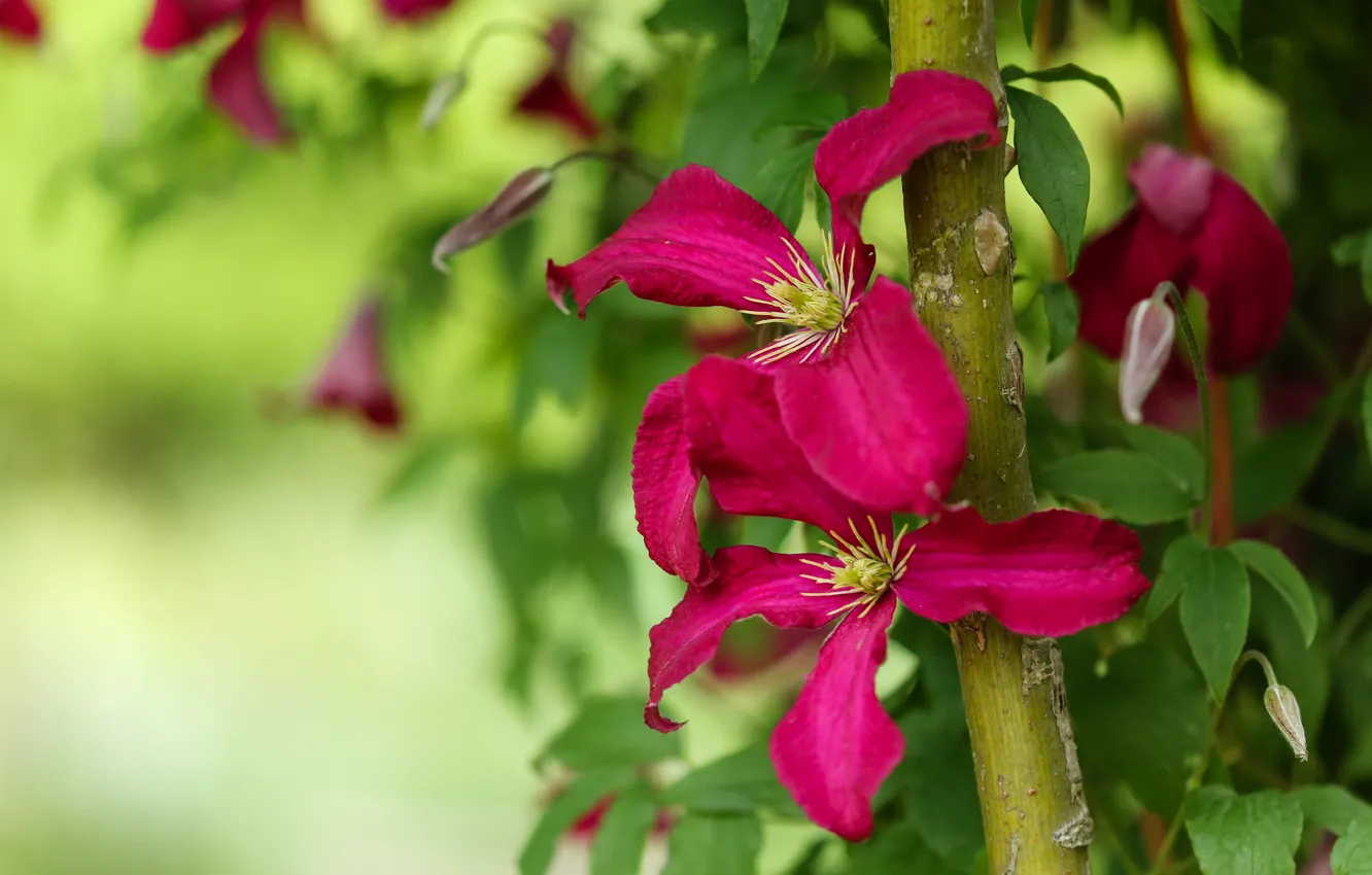 Photo wallpaper flowers, garden, clematis