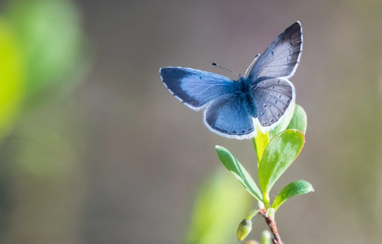 Photo wallpaper butterfly, butterfly, blue krushina